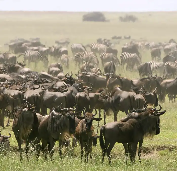 Serengeti Great Wildebeest Migration