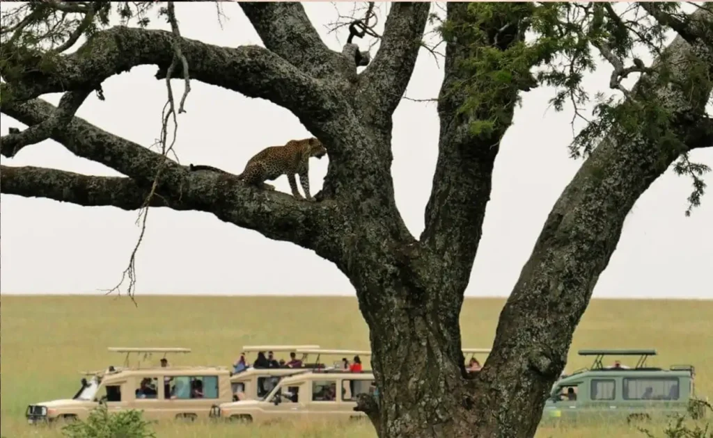 Tanzania Safari Cost