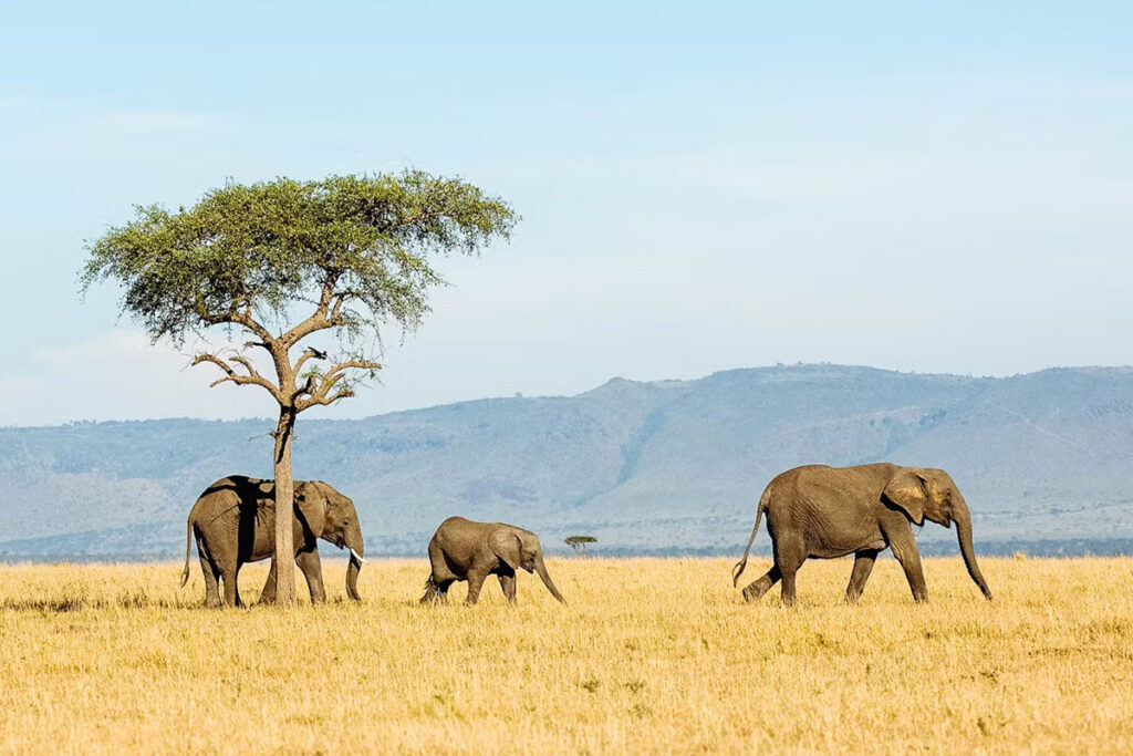 photograph safari in tanzania