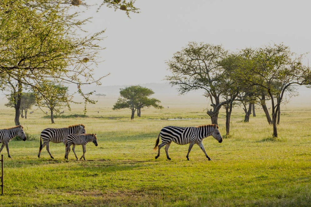 12 Days Tanzania Romantic Luxury Honeymoon Safari