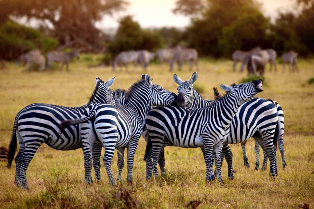 14 days family safari in tanzania and zanzibar