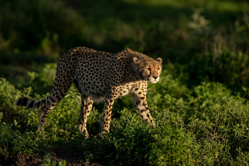 5 days photograph safari in tanzania