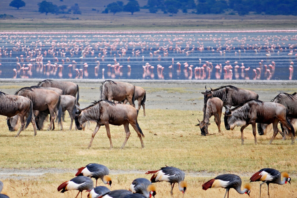 7-Day Tanzania Family Safari